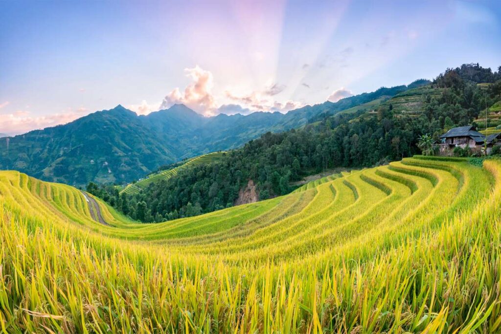 ban-phung-hoang-su-phi
