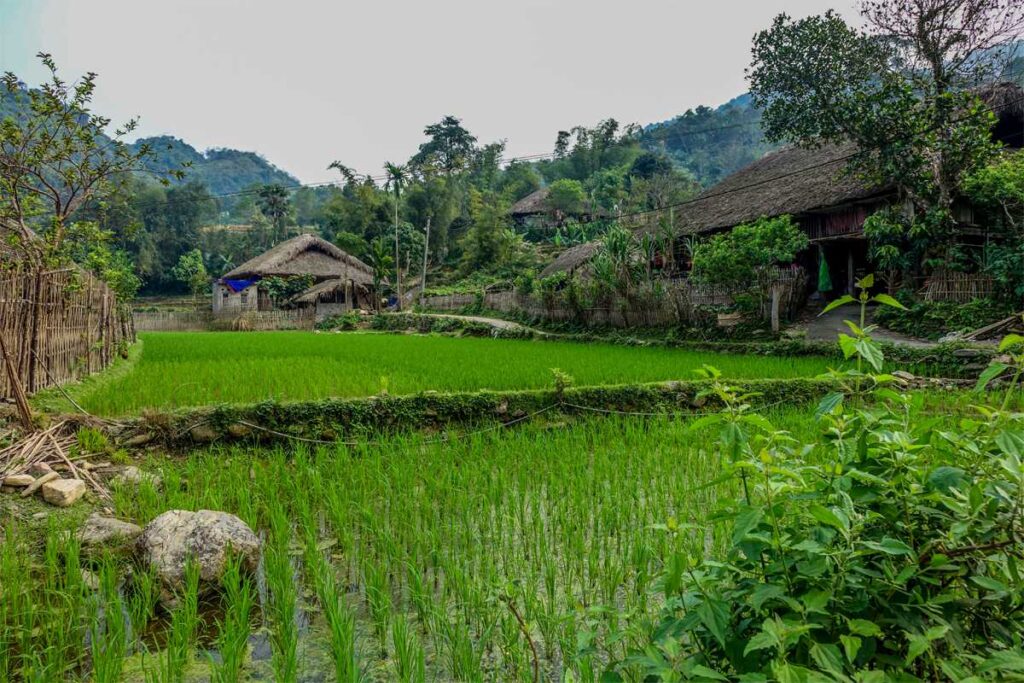thon-tha-village-trekking-ha-giang