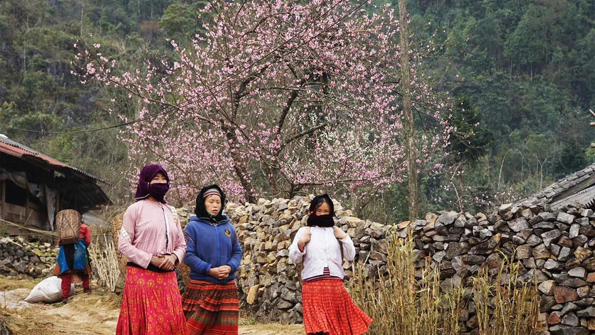 Spring landscape in Ha Giang