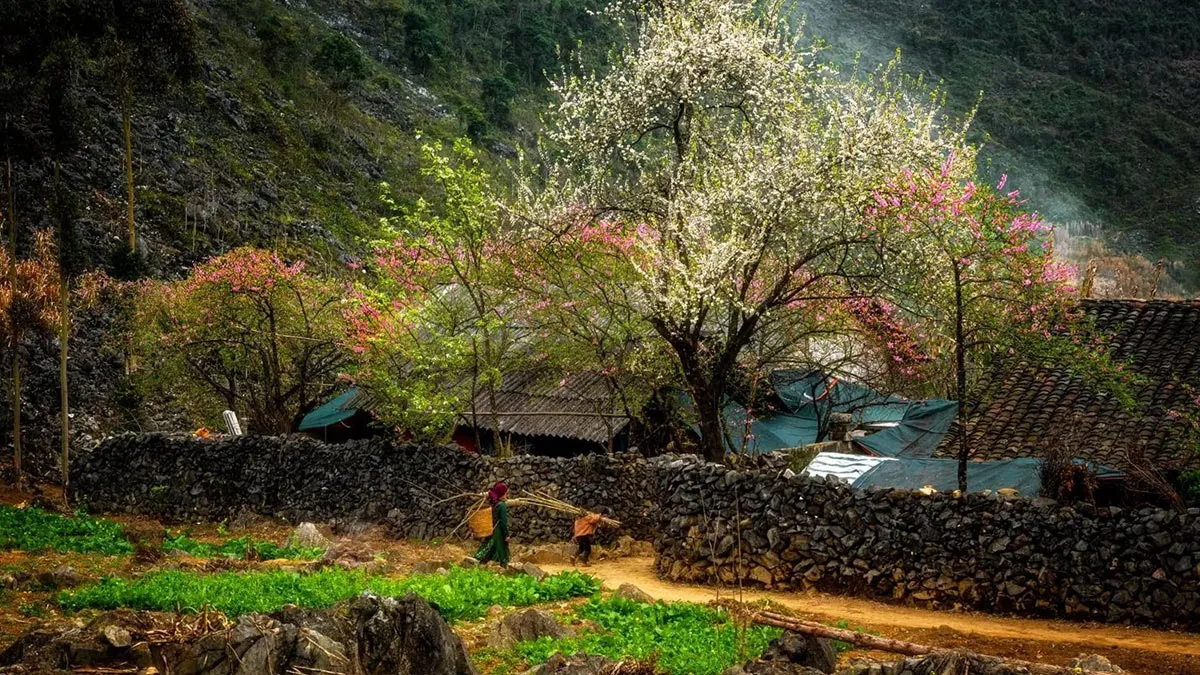 Spring landscape in Ha Giang in March