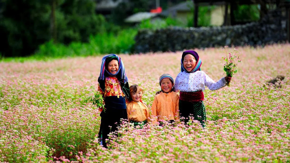 Buckwheat flower season in Ha Giang in November